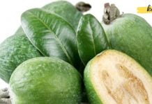 თუ ფარისებრი ჯირკვალი გაწუხებთ, ფეიხოა დაგეხმარებათ მასთან გამკლავებაში