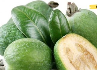 თუ ფარისებრი ჯირკვალი გაწუხებთ, ფეიხოა დაგეხმარებათ მასთან გამკლავებაში