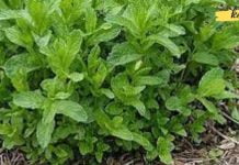 პიტნის ერთი ფოთოლით თქვენ გაასუფთავებთ თქვენს კუჭს, განაახლეთ ღვიძლს და მოიცილებთ გასტრიტს