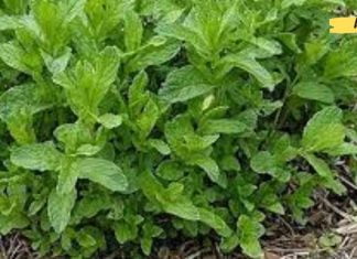 პიტნის ერთი ფოთოლით თქვენ გაასუფთავებთ თქვენს კუჭს, განაახლეთ ღვიძლს და მოიცილებთ გასტრიტს