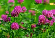 ახალგაზრდობის ელექსირი – სამყურა! აუმჯობესებს მეხსიერებას, მხედველობას, ართრიტს და ასთმას!