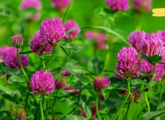 ახალგაზრდობის ელექსირი – სამყურა! აუმჯობესებს მეხსიერებას, მხედველობას, ართრიტს და ასთმას!