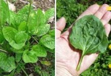 საოცრად ეფექრტური მრავალძარღვა, რომლის შესახებაც აი რა უნდა იცოდეთ..