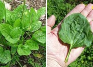 საოცრად ეფექრტური მრავალძარღვა, რომლის შესახებაც აი რა უნდა იცოდეთ..
