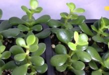 გსმენიათ ამ მცენარის სასწაულმოქმედ თვისებების შესახებ? ის რაც არ უნდა უგულებელყოთ!!