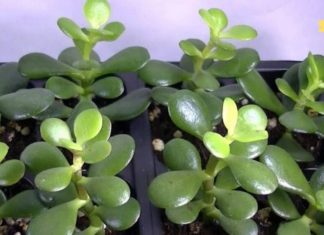 გსმენიათ ამ მცენარის სასწაულმოქმედ თვისებების შესახებ? ის რაც არ უნდა უგულებელყოთ!!