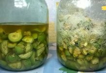 უებარი წამალი მწვანე კაკალისგან: აუმჯობესებს მხედველობას, აჯანსაღებს სახსრებს და ფარისებრი ჯირკვალს