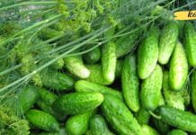 კიტრი-როგორც ბუნებრივი წამალი! საჭირო ინფორმაციაა..