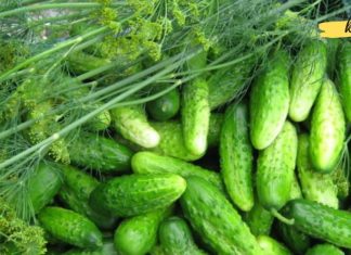 კიტრი-როგორც ბუნებრივი წამალი! საჭირო ინფორმაციაა..