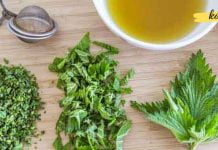 ჭინჭრის ნაყენი სასწაულმოქმედი საშუალებაა სისხლდენის შესაჩერებლად!. აი როგორ უნდა მოამზადო სახლში