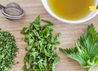 ჭინჭრის ნაყენი სასწაულმოქმედი საშუალებაა სისხლდენის შესაჩერებლად!. აი როგორ უნდა მოამზადო სახლში