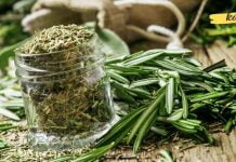 ყველაზე ძლიერი ბალახი ცერებრალური მიმოქცევის, გულის, სისხლძარღვების, თირკმელზედა ჯირკვლების, სახსრების, კანისა და თმისთვის!