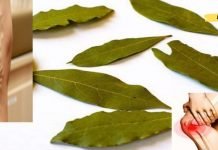 დაფნის ფოთლებით ვენების ვარიკოზისა და სახსრების ტკივილისგან განიკურნებით