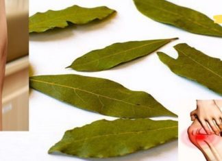 დაფნის ფოთლებით ვენების ვარიკოზისა და სახსრების ტკივილისგან განიკურნებით