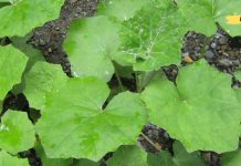 ჩემს შვილს ასთმა აწუხებს. მასთან გამკლავებაში ვირისტერფას ფოთლები მეხმარება.. აი როგორ უნდა გააკეთოთ