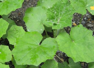 ჩემს შვილს ასთმა აწუხებს. მასთან გამკლავებაში ვირისტერფას ფოთლები მეხმარება.. აი როგორ უნდა გააკეთოთ