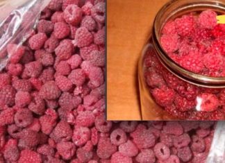 ჟოლოს ნაყენი ჩიყვის საწინააღმდეგოდ. დედამთილმა ეს დაავადება მრავალი წლის წინ განიკურნა.