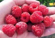 აი რა უნდა იცოდეთ ჟოლოსა და მისი სასარგებლო თვისებების შესახებ. ის ძალიან სასარგებლოა ჩვენი ჯანმრთელობისთვის