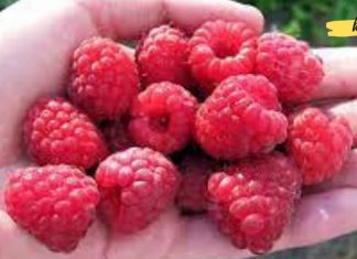 აი რა უნდა იცოდეთ ჟოლოსა და მისი სასარგებლო თვისებების შესახებ. ის ძალიან სასარგებლოა ჩვენი ჯანმრთელობისთვის