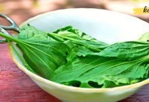 5 საინტერესო ფაქტი მრავალძარღვას გამოყენებაზე – ჯადოსნური მცენარეა!