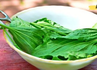 5 საინტერესო ფაქტი მრავალძარღვას გამოყენებაზე – ჯადოსნური მცენარეა!