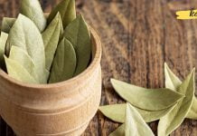 დაფნის ფოთლებს უწოდებენ ღმერთების საკვებს. მისი სასარგებლო თვისებები ამაზე მეტყველებს