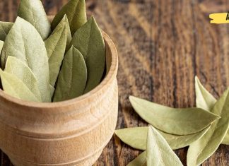 დაფნის ფოთლებს უწოდებენ ღმერთების საკვებს. მისი სასარგებლო თვისებები ამაზე მეტყველებს