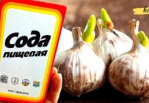 ამ რეცეპტმა უკვე გადაარჩინა 100-ზე მეტი ადამიანი! ხანგრძლივი ავადმყოფობის დროს, გამოიყენეთ სოდა და ნიორი!