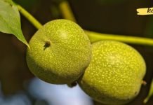 მწვანე კაკალს აქვს დიდი გავლენა ჯანმრთელობაზე. აი როგორ შეგიძლიათ გამოიყენოთ ის