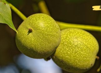 მწვანე კაკალს აქვს დიდი გავლენა ჯანმრთელობაზე. აი როგორ შეგიძლიათ გამოიყენოთ ის