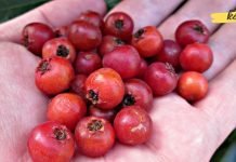 კუნელის სასარგებლო თვისებები. თქვენ ეს უნდა იცოდეთ!