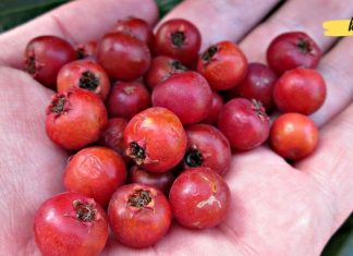 კუნელის სასარგებლო თვისებები. თქვენ ეს უნდა იცოდეთ!