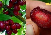 ეს კენკრა გადაარჩენს მილიონობით ადამიანს ყველაზე ცუდი დაავადებისგან! სხეულის ქსოვილების სწრაფი რეგენერაცია …