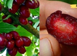 ეს კენკრა გადაარჩენს მილიონობით ადამიანს ყველაზე ცუდი დაავადებისგან! სხეულის ქსოვილების სწრაფი რეგენერაცია …