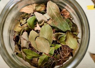 თუ ეს დაავადებები გაწუხებთ, მაშინ უნდა მოერიდოთ დაფნის ფოთოლის გამოყენებას. ეს უნდა იცოდეთ