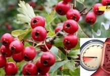 კუნელი არითმიისა და ჰიპერტენზიის სამკურნალოდ. ეს ყველამ უნდა იცოდეს