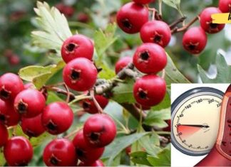 კუნელი არითმიისა და ჰიპერტენზიის სამკურნალოდ. ეს ყველამ უნდა იცოდეს