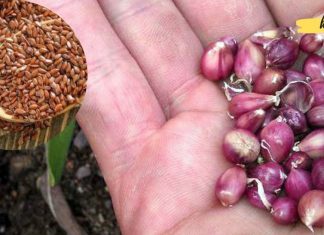 თუ სხეულიდან ცხიმისა და პარაზიტების მოცილება გსურთ, მაშინ ეს უნდა გამოიყენოთ!