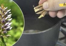 გსურთ იყოთ გამხდარი, გაწმინდოთ ნაწლავები და დააჩქაროთ მეტაბოლიზმი? მიიღეთ 3-4 ასეთი ფესვი …