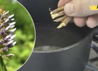 გსურთ იყოთ გამხდარი, გაწმინდოთ ნაწლავები და დააჩქაროთ მეტაბოლიზმი? მიიღეთ 3-4 ასეთი ფესვი …