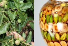 როგორ გამოვიყენოთ მწვანე კაკალი ჯანმრთელობის გასაუმჯობესებლად? ეს ძალიან მარტივია