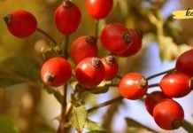 ასკილის ნაყოფით თირკმელები 2 კვირაში სრულიად გავიწმინდე. დავისვენე