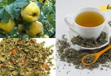 კომშის ფოთლების წყალობით მე ეფექტურად ვმკურნალობ ბრონქიალურ ასთმას. თქვენც გირჩევთ!