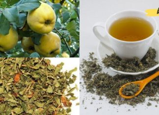 კომშის ფოთლების წყალობით მე ეფექტურად ვმკურნალობ ბრონქიალურ ასთმას. თქვენც გირჩევთ!