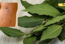 გამოიყენეთ დაფნის ფოთოლი ვარიკოზული ვენების გაგანიერების სამკურნალოდ! სასარგებლო რეცეპტი ხალხური მედიცინის წიგნიდან