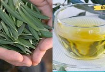 ეს ჩაი ხელს უშლის ინსულტს, დიაბეტს, ჰიპერტენზიასა და ათეროსკლეროზს! გაიგეთ მეტი ამის შესახებ!