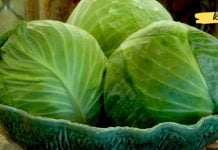 აუმჯობესებს საჭმლის მონელებას, არეგულირებს სისხლში შაქრის დონეს და აჯანსაღებს სისხლძარღვებს! ყველაფერი კომბოსტოს სარგებელზე