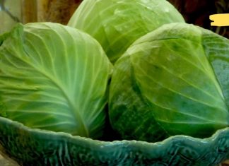 აუმჯობესებს საჭმლის მონელებას, არეგულირებს სისხლში შაქრის დონეს და აჯანსაღებს სისხლძარღვებს! ყველაფერი კომბოსტოს სარგებელზე