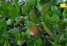 ბარაქის ხე მეპატრონის ჯანმრთელობის წყაროა! გსმენიათ მის სასწაულმოქმედი თვისებების შესახებ?