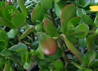 ბარაქის ხე მეპატრონის ჯანმრთელობის წყაროა! გსმენიათ მის სასწაულმოქმედი თვისებების შესახებ?